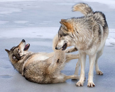 Beta Male Submitting to Alpha Male
